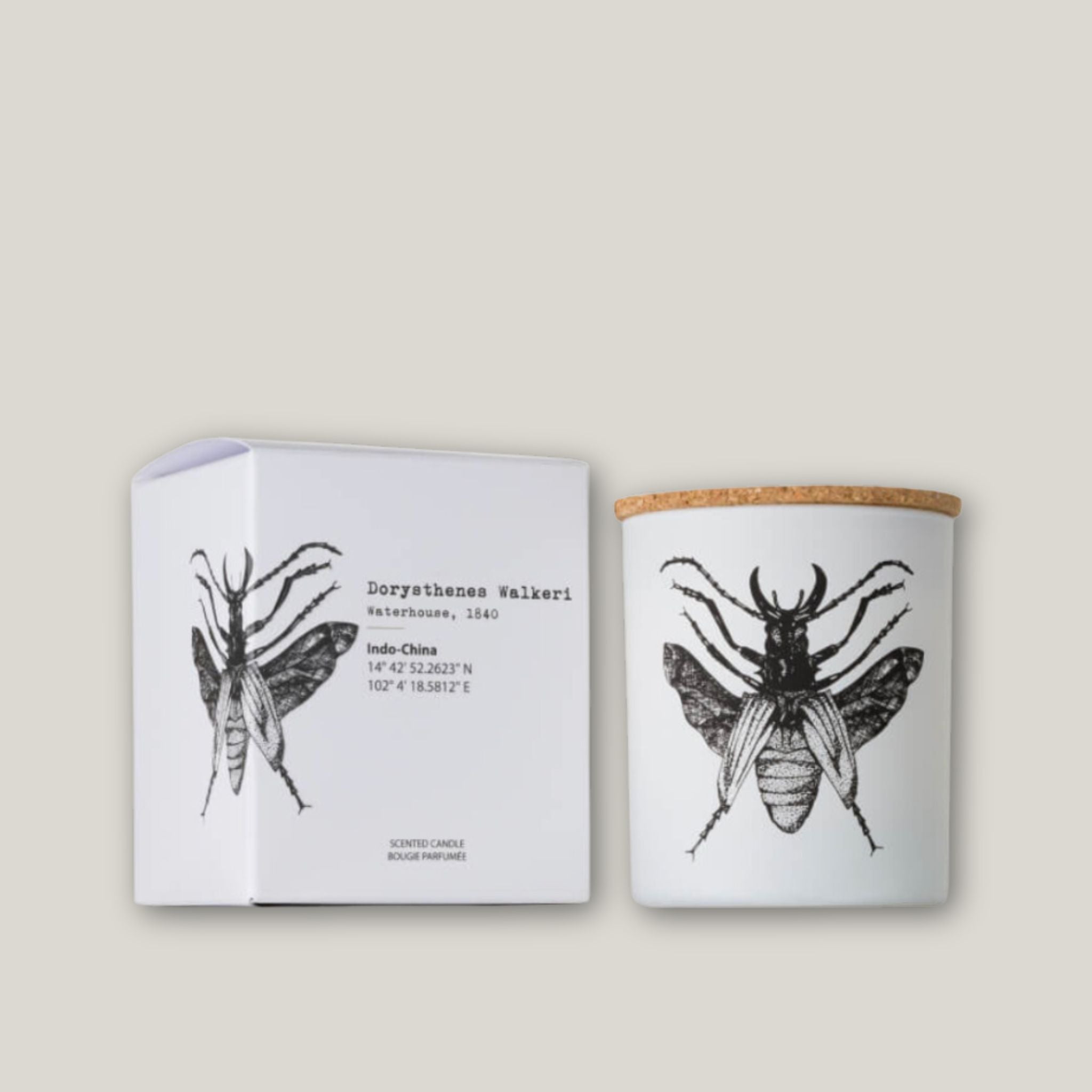 Insect Dorysthenes Walkeri Candle