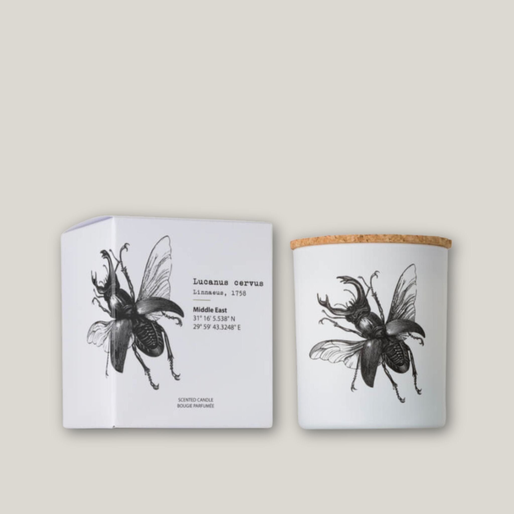 Insect Lucanus Cervus Candle