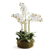 Phalaenopsis Orchid Bowl Drop-in 20"