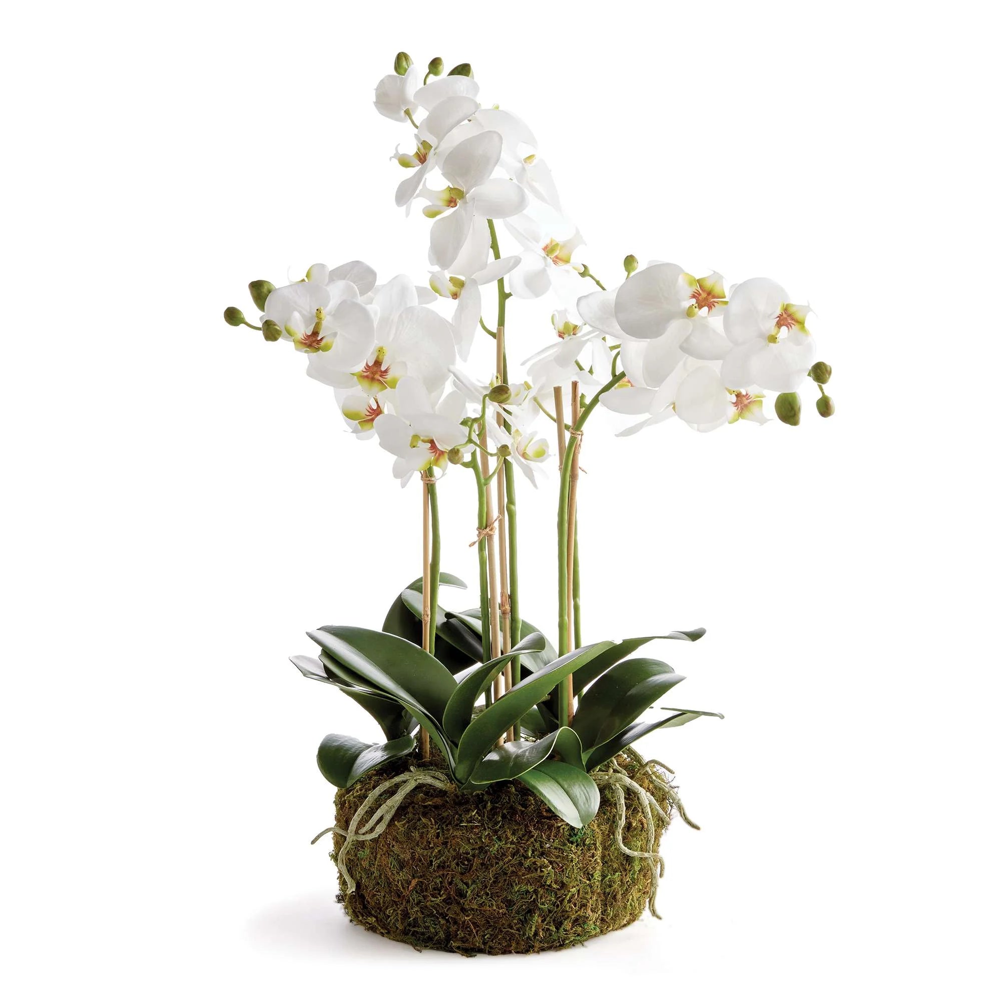 Phalaenopsis Orchid Bowl Drop-in 20"