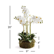 Phalaenopsis Orchid Bowl Drop-in 20"