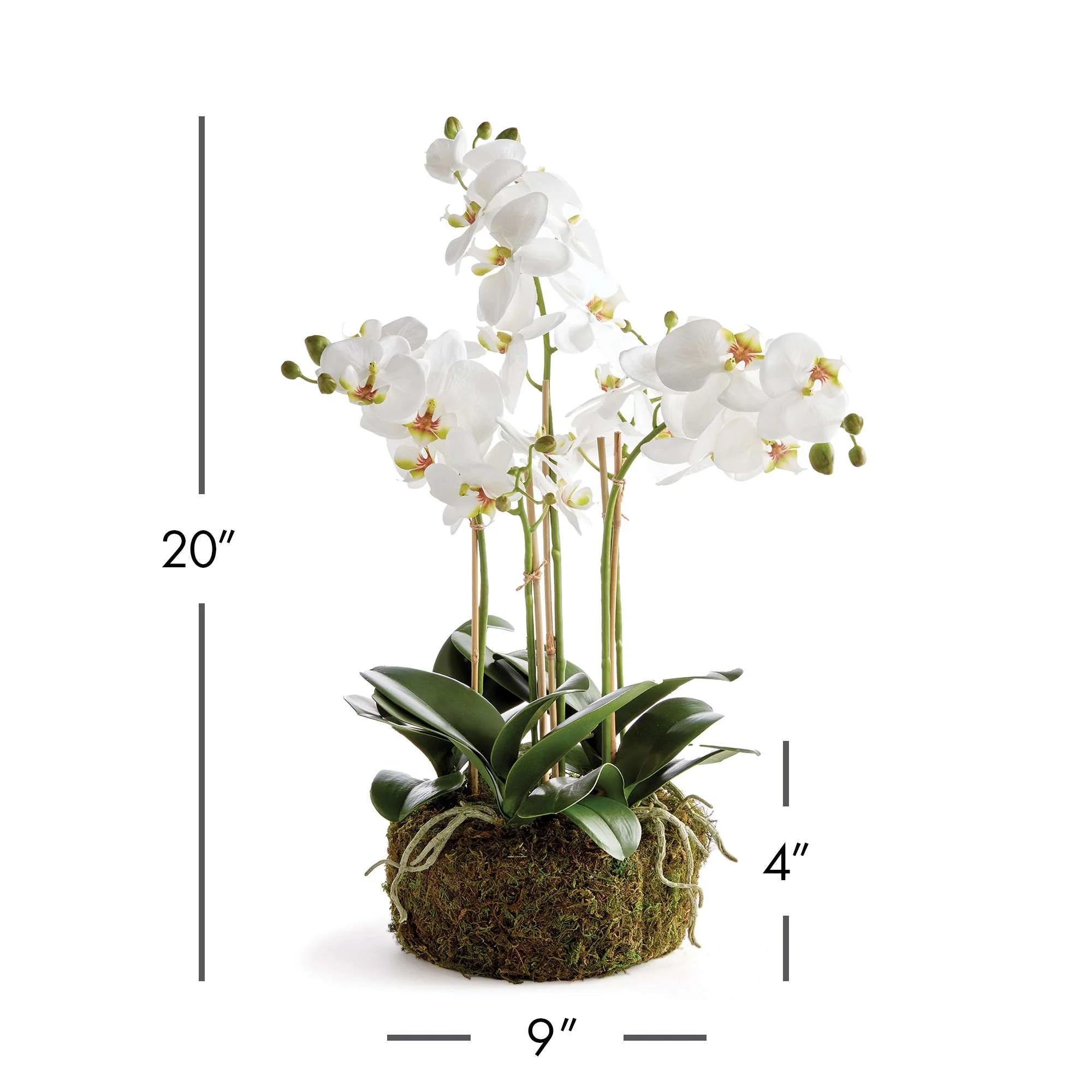 Phalaenopsis Orchid Bowl Drop-in 20"